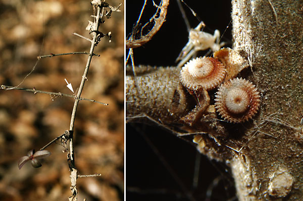 ウラゴマダラシジミの卵