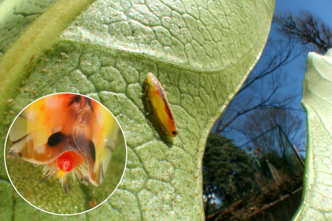 クロスジホソサジヨコバイ