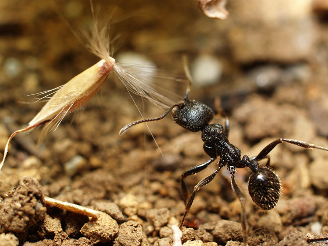 冬のアリ（クロナガアリ）