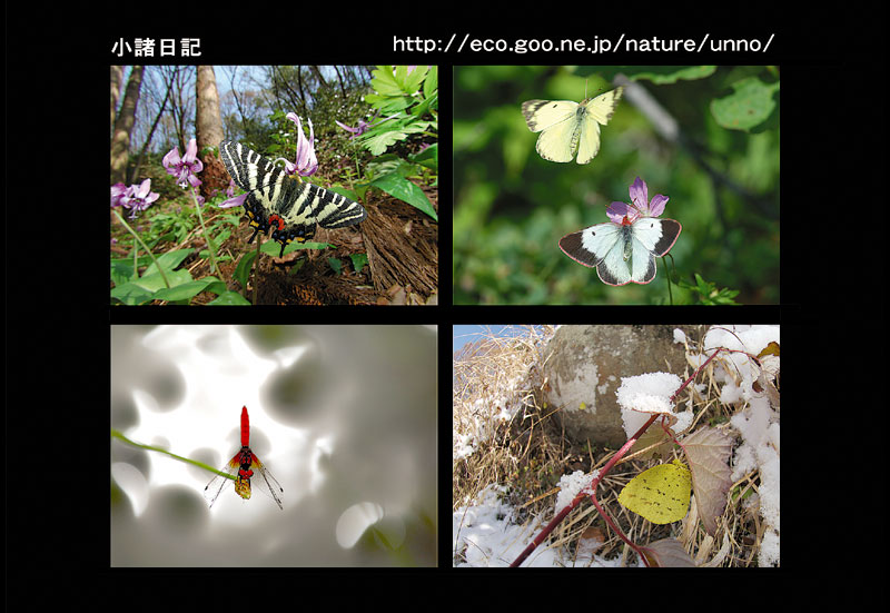 あけましておめでとうございます