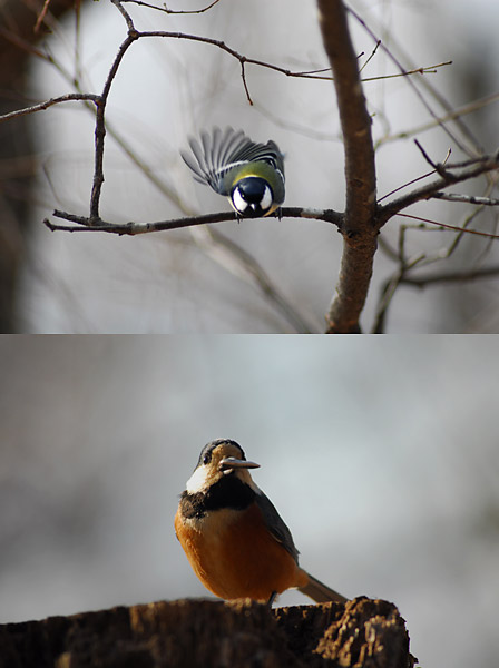 シジュウカラとヤマガラ