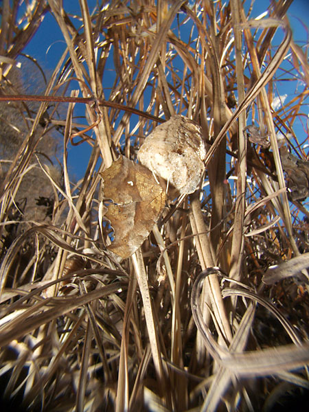 年を越したキタテハ