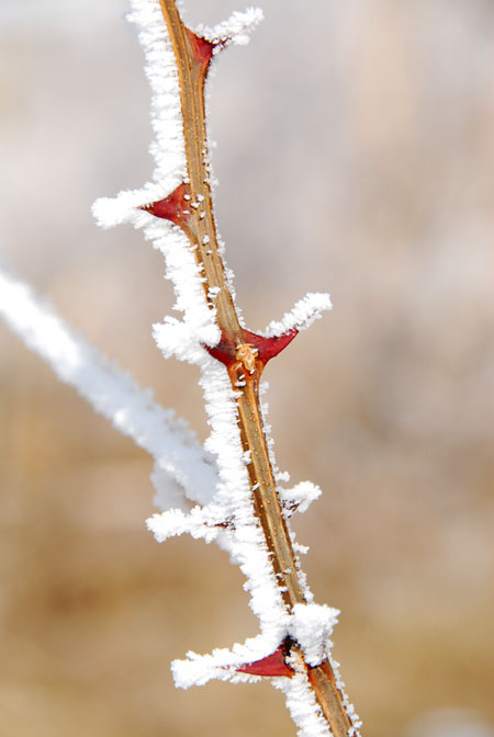ニセアカシアについた霧氷