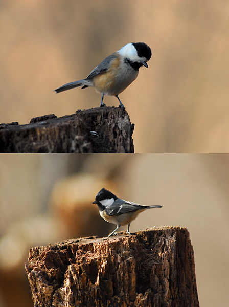 おかしなヤマガラ