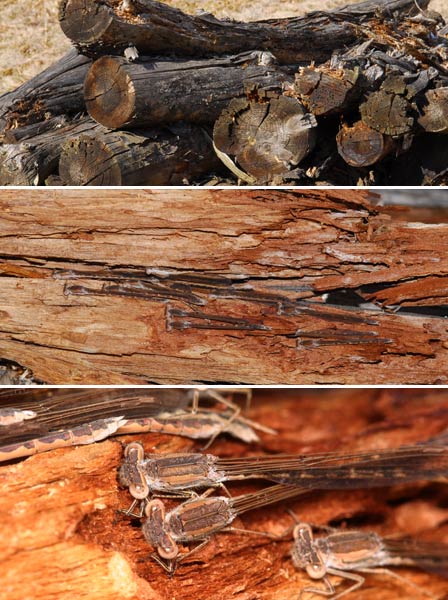 オツネントンボの集団越冬