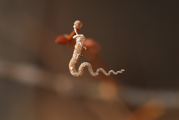 変わった虫の巣