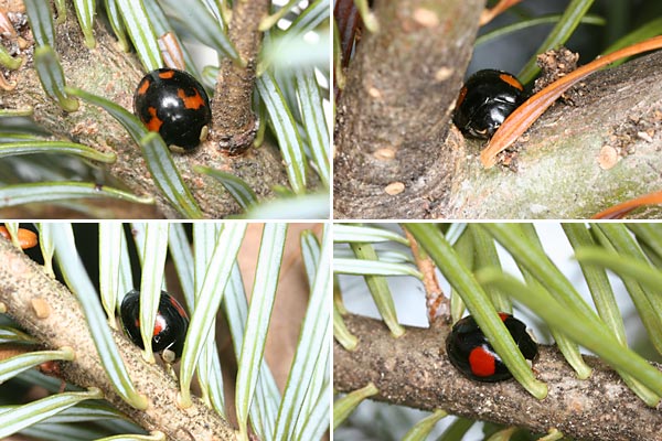 ナミテントウの越冬（単独越冬）