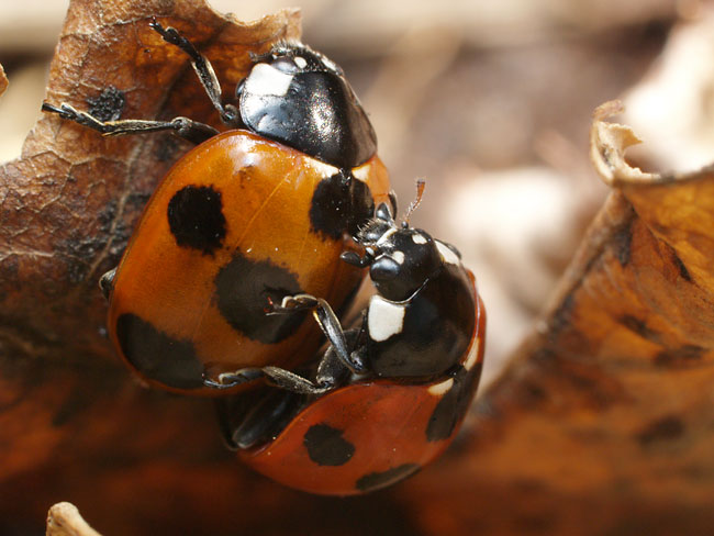 ナナホシテントウの交尾