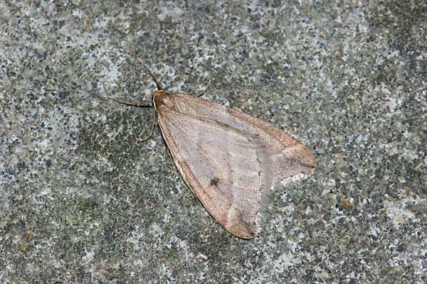 クロテンフユシャク