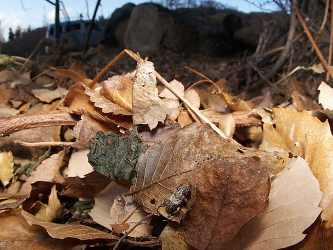 ナカジロサビカミキリ