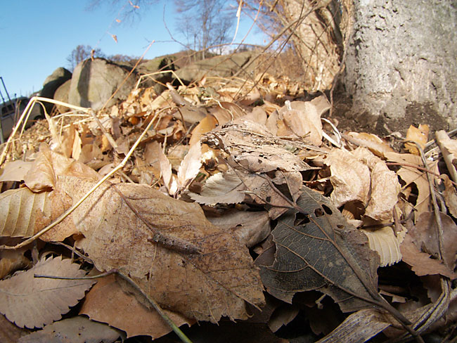 オオムラサキとゴマダラチョウの幼虫(8mm魚眼）