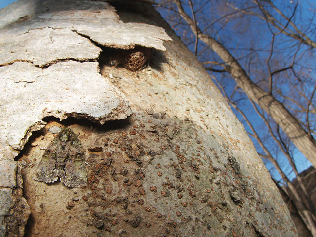 キノカワガ（ズイコーデジタル8mmFisheye）