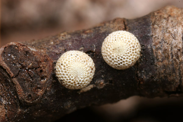 ウスバシロチョウの卵