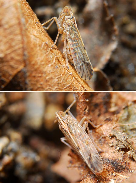 越冬中のウンカ