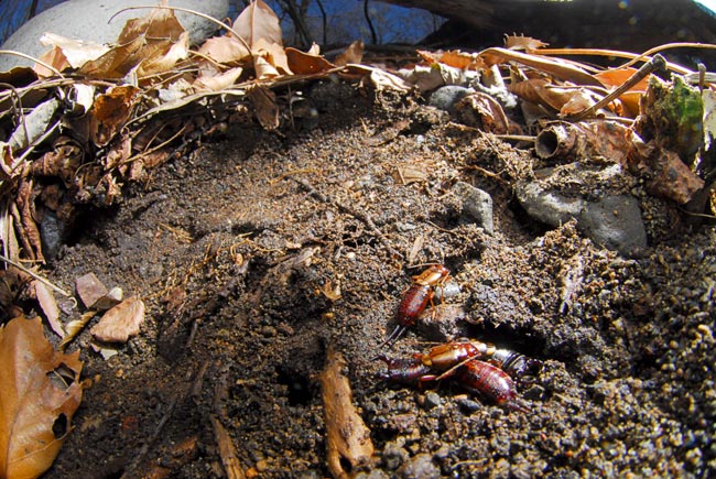 コブハサミムシ