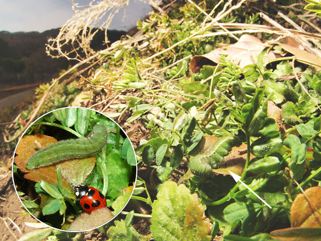 モンキチョウの幼虫