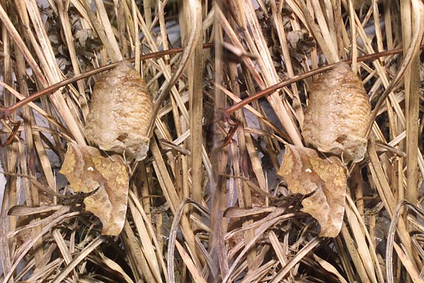 立体写真（キタテハの越冬）