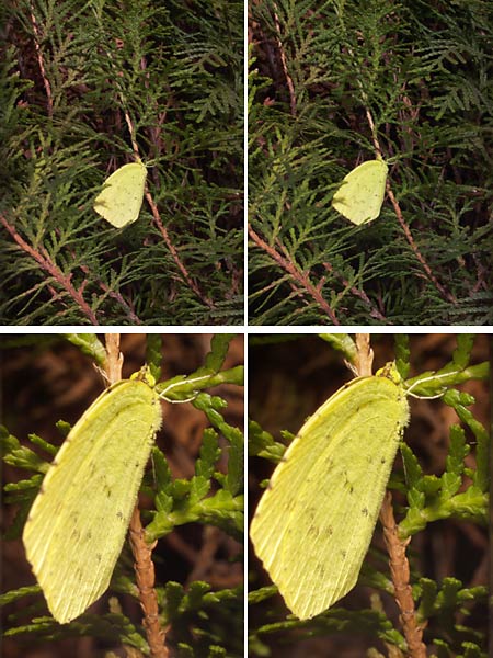 立体写真（キチョウの越冬）