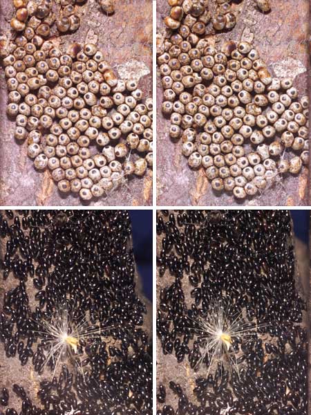 立体写真（クスサンとクリオオアブラムシの卵）