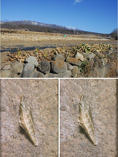 立体写真（モンシロチョウの蛹）