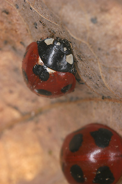 落ち葉の下のナナホシテントウ