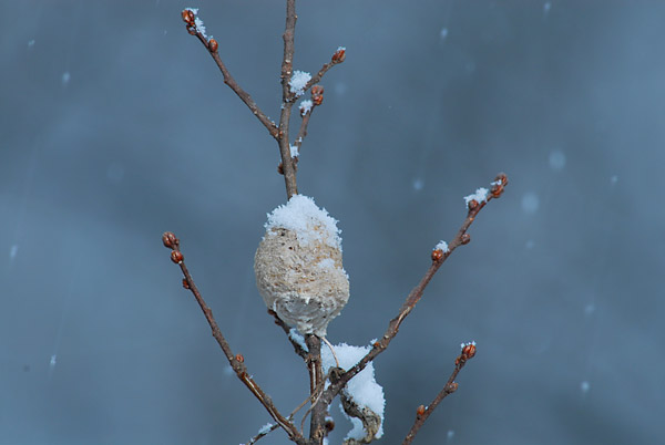 雪とオオカマキリの卵