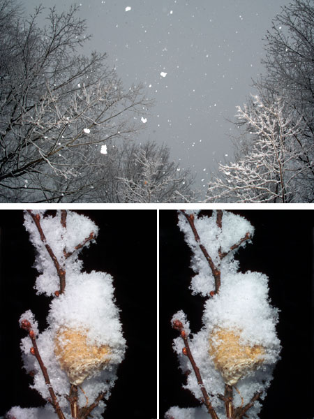 立体写真（オオカマキリの卵）