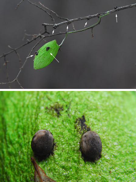 ウスタビガの卵