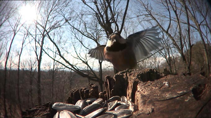 ベランダのヤマガラ