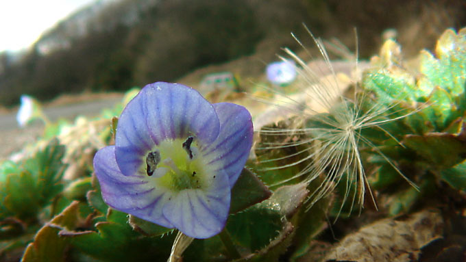 オオイヌノフグリ
