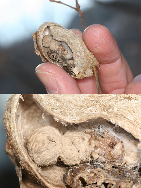 空マユの中のハチの巣