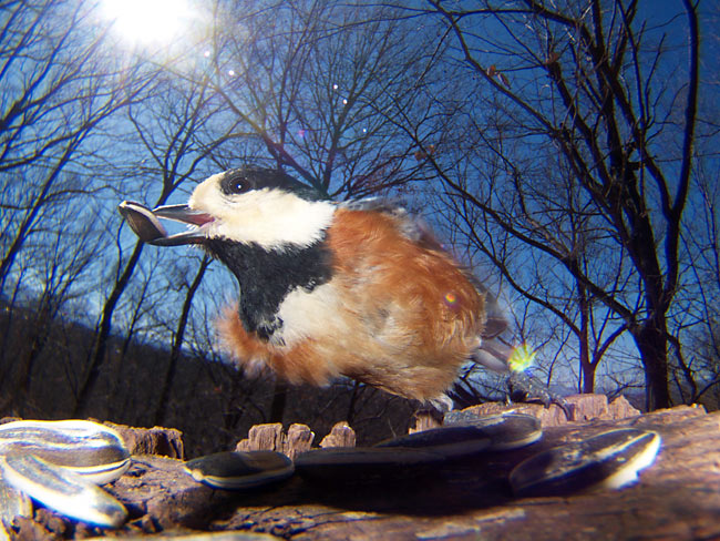 虫の眼レンズでヤマガラを撮る