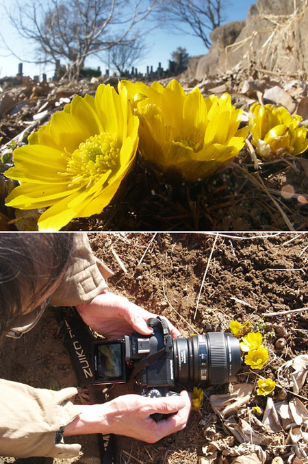 E-330でフクジュソウを撮る