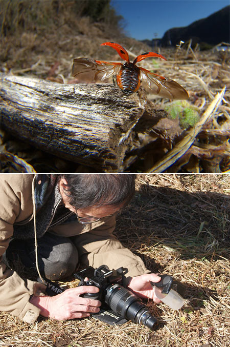 E-330でナナホシテントウを撮影