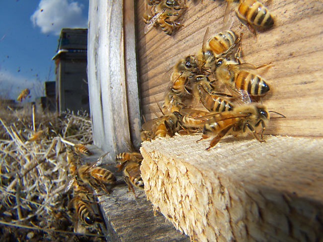 ミツバチの巣箱