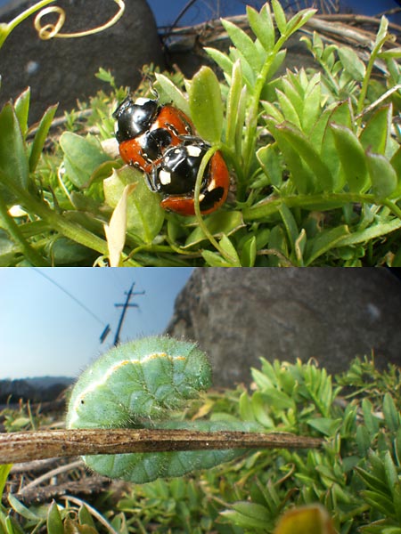ナナホシテントウとモンキチョウ幼虫