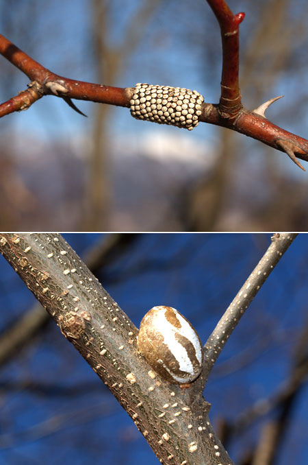 イラガの繭とオビカレハの卵