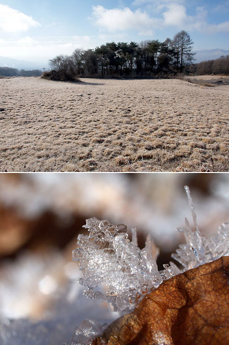 枯れ葉に付いた霜