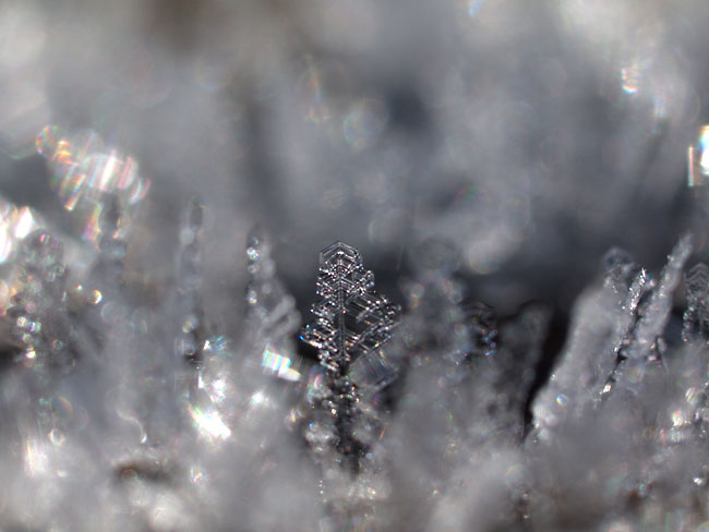 霜のマクロ撮影