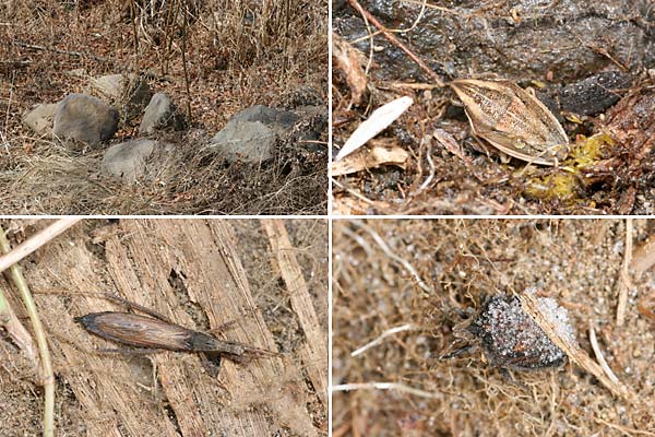 石の下で越冬中のカメムシ