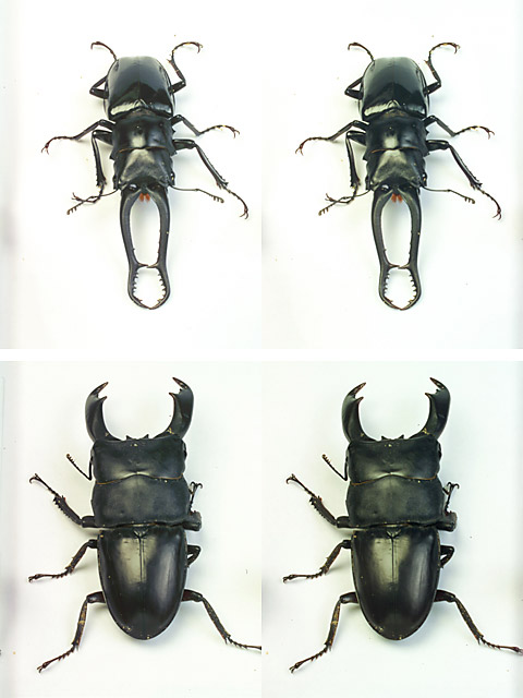 立体写真（クワガタ2種）