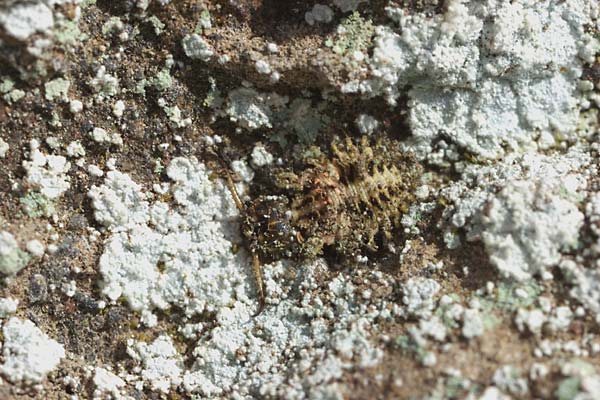 コマダラウスバカゲロウの幼虫