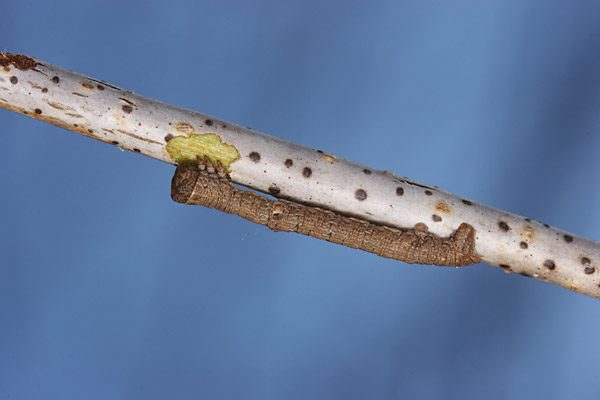 枝をかじるシャクガの幼虫