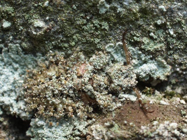 再び擬態したウスバカゲロウの幼虫