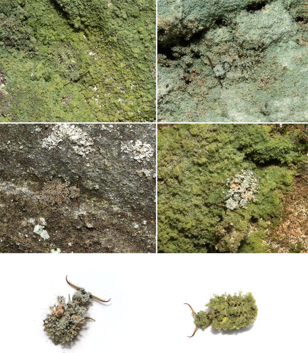 今日も擬態したウスバカゲロウの幼虫