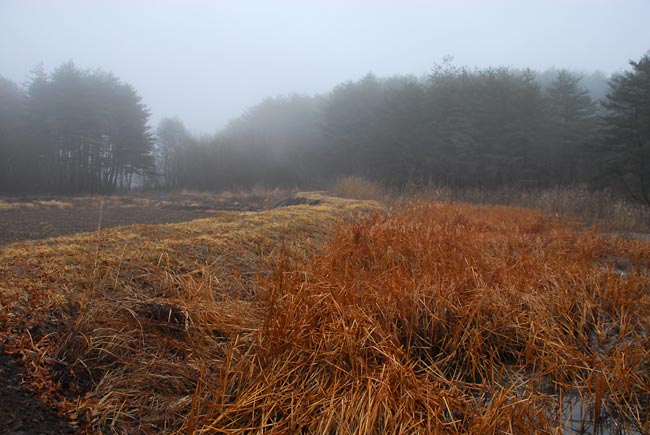 霧の溜め池