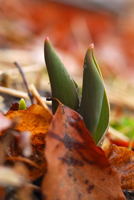 チューリップの芽生え