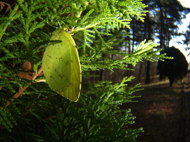 越冬中のキチョウ
