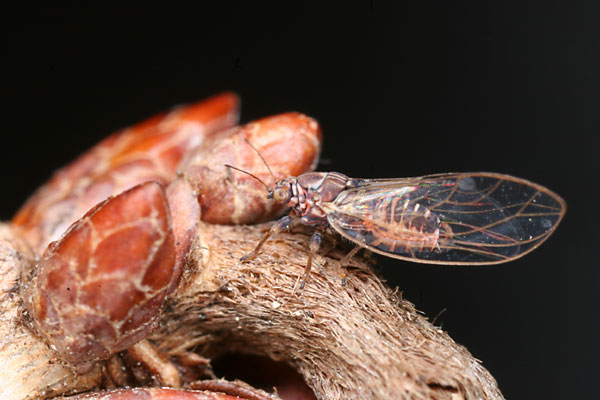 キジラミの一種