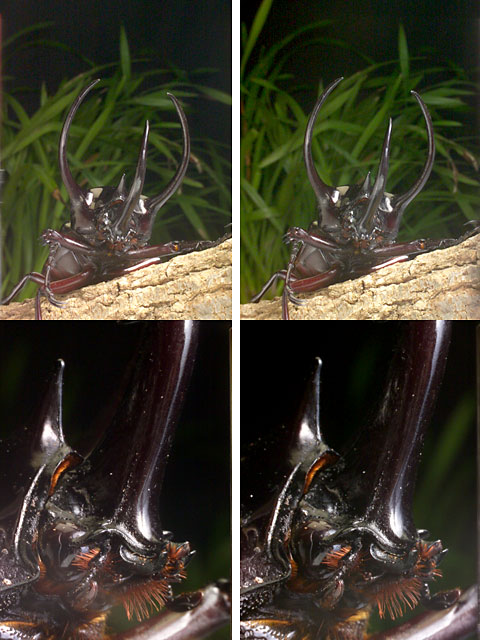 立体写真（もらったカブトムシ　2）